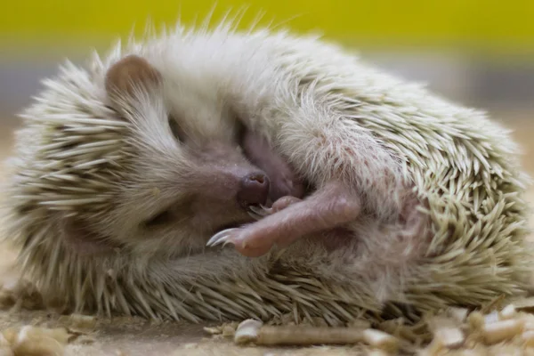 睡小刺猬特写 蜷缩在冬眠的刺猬 家刺猬在屋里睡着了 在接触动物园里睡觉的刺猬 — 图库照片