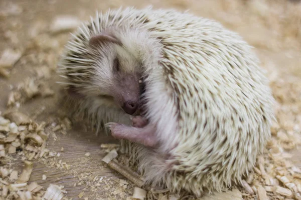 Sleeping little hedgehog closeup. Curl up hedgehog in hibernation. Home hedgehog asleep in the house. Sleeping hedgehog in a contact zoo.