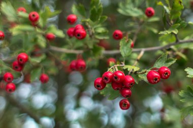 Kırmızı alıç meyve. Tıbbi bitki. Tatlı ve ekşi çilek. Alıç bush hasat. Alternatif Tıp. Alıç çay kalp ve damar sağlığı için.
