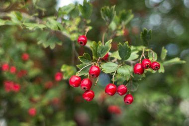 Kırmızı alıç meyve. Tıbbi bitki. Tatlı ve ekşi çilek. Alıç bush hasat. Alternatif Tıp. Alıç çay kalp ve damar sağlığı için.