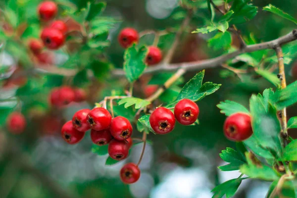 赤いサンザシの果実です 薬用植物 甘酸っぱいベリー Hawthorn ブッシュを収穫します 代替医療 心臓や血管の健康のためのサンザシ茶 — ストック写真