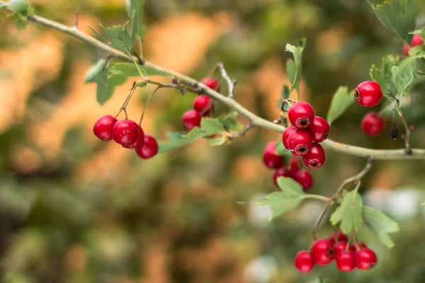 Kırmızı Alıç Meyve Tıbbi Bitki Tatlı Ekşi Çilek Alıç Bush — Stok fotoğraf