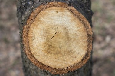 Bir ağaç yakın çekim halkalar. Ormansızlaşma bir çevre sorunu olarak. Bir ağaç kesmek için yüzlerce yıllık yüzük. 