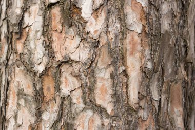 Çam kabuğu doku yakın çekim. Odunsu arka plan. Çam kabuğu. Ağaç gövdesi doku. 