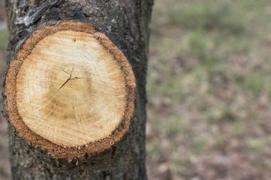 Bir ağaç yakın çekim halkalar. Ormansızlaşma bir çevre sorunu olarak. Bir ağaç kesmek için yüzlerce yıllık yüzük. 