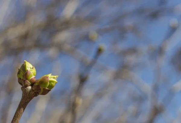Яичники Молодом Растении Почки Ветке Дерева Весной Весенний Фон Возрождение — стоковое фото