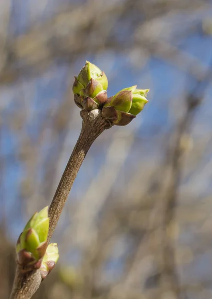 Ovary on a young plant. Buds on a tree branch in the spring. Spring background. Reviving nature. Young greens on a branch. Young plant. Ovary on a tree in March.