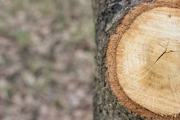 Anéis Close Árvore Desflorestação Como Problema Ambiental Anel Centenário Para — Fotografia de Stock