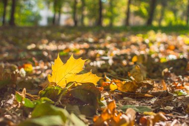 Sonbahar yaprak sonbaharda parkta. Sarı akçaağaç yaprağı. Solmuş yapraklar parkta. Ekim parlak renkler. Hışırtı kuru ayak altında bırakır. Renkli yaprakları bir halı.