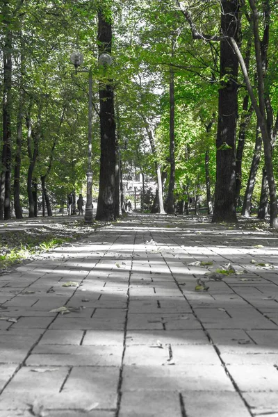 Vicolo Vuoto Nel Parco Paesaggio Urbano Alberi Sopra Sentiero Nel — Foto Stock