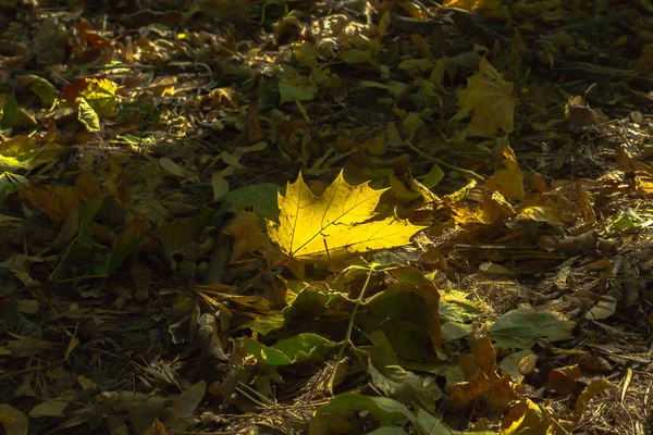 Sonbahar Yaprak Sonbaharda Parkta Sarı Akçaağaç Yaprağı Solmuş Yapraklar Parkta — Stok fotoğraf