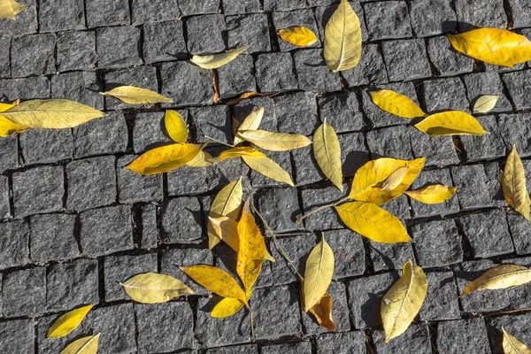 Folhas Caídas Passeio Folha Outono Cair Parque Folhas Amarelas Pavimento — Fotografia de Stock