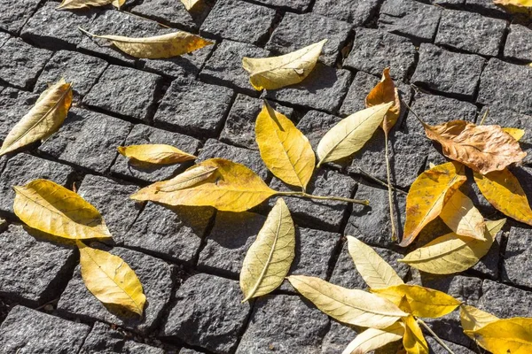 Hojas Caídas Acera Caída Hojas Otoño Parque Hojas Amarillas Pavimento — Foto de Stock