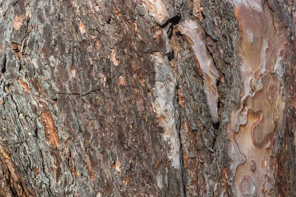 Padrão Tronco Árvore Latido Pinheiro Velho Barril Seco Textura Casca — Fotografia de Stock