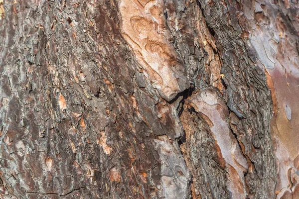 Padrão Tronco Árvore Latido Pinheiro Velho Barril Seco Textura Casca — Fotografia de Stock