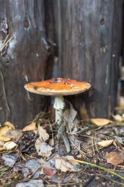 Poisonous mushroom. Red mushroom cap. Inedible food. Forest landscape. Mushroom picking. Dangerous mushroom.