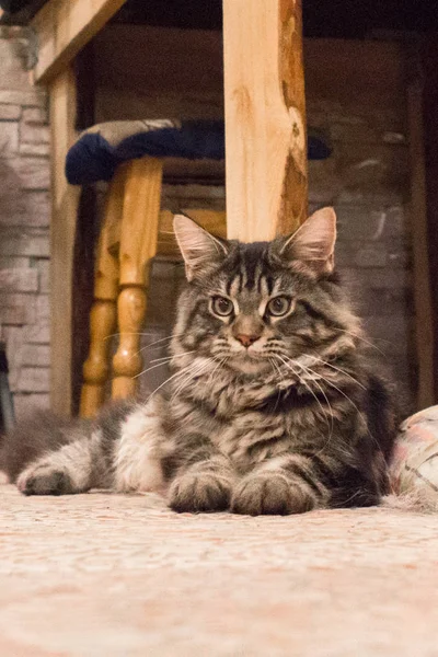 Gatto Tabby Dai Capelli Lunghi Gattino Razza Maine Coon Gatto — Foto Stock