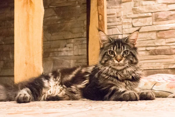 Langhaarige Gestromte Katze Kätzchen Züchten Maine Coon Katze Große Rasse — Stockfoto