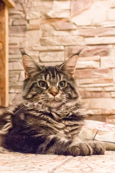 Dlouhé Vlasy Mourovatá Kočka Koťátko Plemene Mainská Mývalí Kočka Velká — Stock fotografie