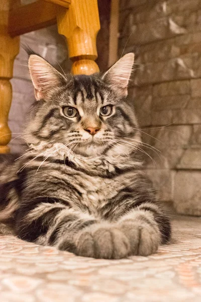 Uzun Tüylü Tekir Kedi Yavru Kedi Doğurmak Maine Coon Kedi — Stok fotoğraf