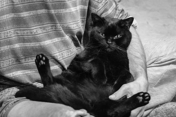 Pleased fat cat in the hands of the owner. Large black thoroughbred cat in a funny pose. Breed Scottish straight-faced cat. Black cat - a symbol of misfortune. Bad and good luck. Black animal - to good luck. Shiny wool. Pads on the cat's paws.