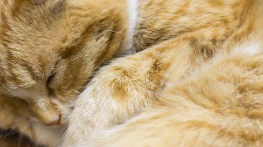 Sleeping red cat. Purring pet. The cat hides its nose with its paw. Cat calm.