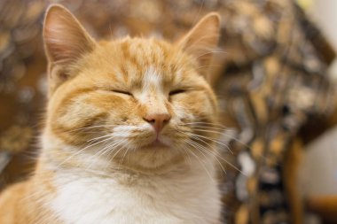 Sleeping red cat. Purring pet. The cat hides its nose with its paw. Cat calm.