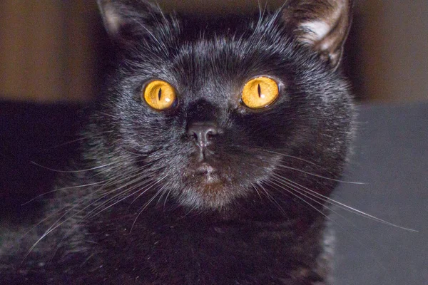 Pedigree Black Cat Symbol Happiness Unhappy Luck Yellow Eyes Scottish — Stock Photo, Image