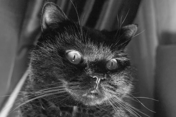 Pedigree black cat. Symbol of happiness. Unhappy luck. Yellow eyes. Scottish rectangular breed. Fluffy pet. Wool black.