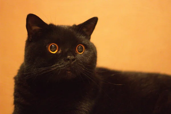 黑色纯种宠物特写镜头 黑色苏格兰直猫 一只橙色眼睛的猫的枪口 纯种宠物 黑色动物 幸福的象征 一个不幸的预兆 — 图库照片
