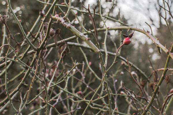 Struik Met Doornen Stekelige Plant Nuttige Hondsroos Rode Bessen Gotische — Stockfoto