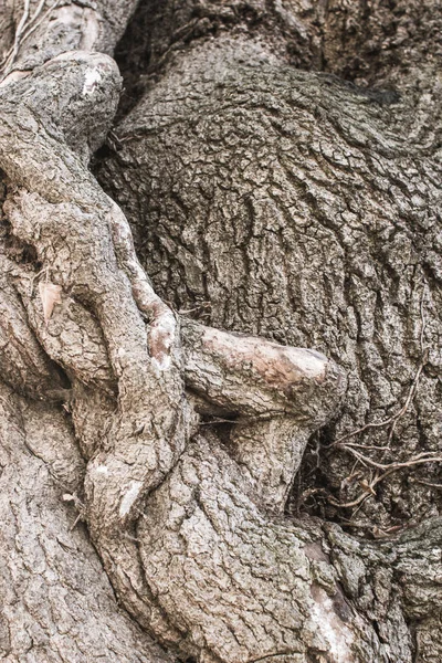 Uma Enorme Árvore Antiga Maleta Cinzas Grossas Carvalho Alto Encantado — Fotografia de Stock
