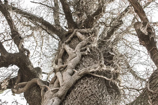 Enorm Gamla Träd Tjock Aska Stammen Förtrollade Tall Fairy Forest — Stockfoto