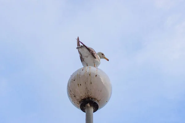 海鸥对着天空 灯笼上的鸟 海鸟羽毛 光生海鸥 夏日天空景观 保加利亚的景点 内塞巴尔的海鸥 声音的鸟 — 图库照片