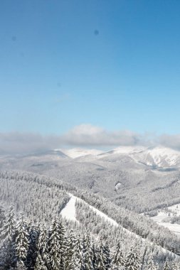 Ukraynalı Karpatlar görünümünü. Kayak Merkezi Bukovel. Karlı dağlar. Çam ormanı. Kayak kayakçı ve Snowboard düşkünleri için tesisi. Kış spor. Chalet bir dağ köyünde. Güneşli soğuk hava.