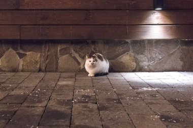 Yalnız, üzgün kedi. Outbred üzgün sürtük. Hayvanlar için sadaka. Kabarık atılan kedi. Sokakta evde beslenen hayvan. Aç hayvan. Evsiz hayvanlara yardım.