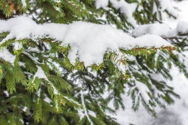 Ağaç üzerinde kar. Noel ağacı. Noel ağacı ormanda. Evergreen kışın. Kış manzarası. Karla kaplı bir Noel ağacı dalları. Soğuk hava.
