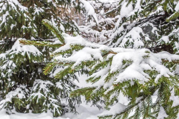 Ağaç Üzerinde Kar Noel Ağacı Noel Ağacı Ormanda Evergreen Kışın — Stok fotoğraf