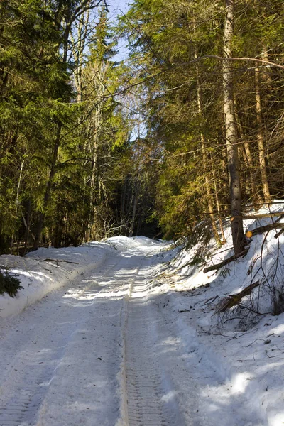 Sunny day in the coniferous forest. Winter forest landscape. Road in the winter forest. Snow drifts among the trees. Christmas trees in the forest. Sunny weather in winter.