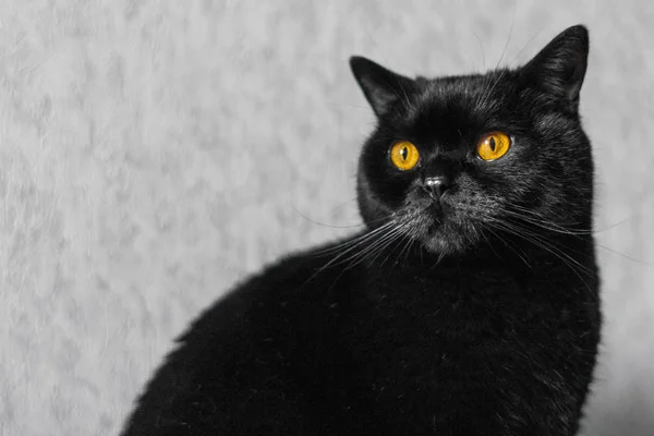 Cute black cat. Black pet. Shiny wool. Muzzle pedigreed cat. Breed Scottish straight. The symbol of misfortune. Bad or good luck. Friday the 13th. Portrait of an animal. Glance yellow eyes.