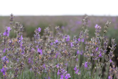 Lavanta alanları Bulgaristan çiçek açmış. Mor lavanta çiçekleri. Lavanta çalılar. Çiçek açan lavanta. Bir çiçek arıya. Lavanta bal ve petrol.