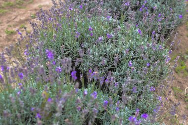 Lavanta alanları Bulgaristan çiçek açmış. Mor lavanta çiçekleri. Lavanta çalılar. Çiçek açan lavanta. Bir çiçek arıya. Lavanta bal ve petrol.