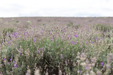Lavanta alanları Bulgaristan çiçek açmış. Mor lavanta çiçekleri. Lavanta çalılar. Çiçek açan lavanta. Bir çiçek arıya. Lavanta bal ve petrol.