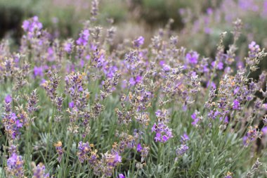 Lavanta alanları Bulgaristan çiçek açmış. Mor lavanta çiçekleri. Lavanta çalılar. Çiçek açan lavanta. Bir çiçek arıya. Lavanta bal ve petrol.