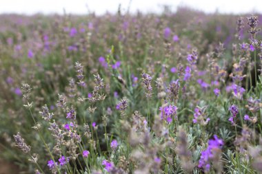 Lavanta alanları Bulgaristan çiçek açmış. Mor lavanta çiçekleri. Lavanta çalılar. Çiçek açan lavanta. Bir çiçek arıya. Lavanta bal ve petrol.