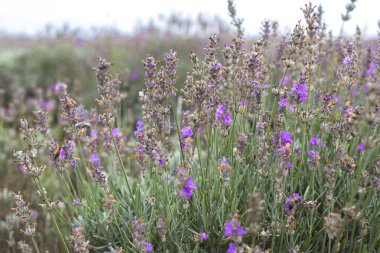 Lavanta alanları Bulgaristan çiçek açmış. Mor lavanta çiçekleri. Lavanta çalılar. Çiçek açan lavanta. Bir çiçek arıya. Lavanta bal ve petrol.