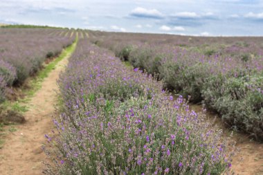 Lavanta alanları Bulgaristan çiçek açmış. Mor lavanta çiçekleri. Lavanta çalılar. Çiçek açan lavanta. Bir çiçek arıya. Lavanta bal ve petrol.
