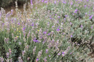Lavanta alanları Bulgaristan çiçek açmış. Mor lavanta çiçekleri. Lavanta çalılar. Çiçek açan lavanta. Bir çiçek arıya. Lavanta bal ve petrol.