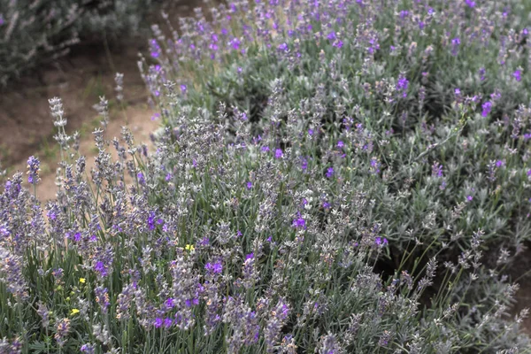 Lavanta alanları Bulgaristan çiçek açmış. Mor lavanta çiçekleri. Lavanta çalılar. Çiçek açan lavanta. Bir çiçek arıya. Lavanta bal ve petrol.