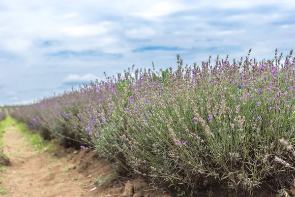 Lavanta alanları Bulgaristan çiçek açmış. Mor lavanta çiçekleri. Lavanta çalılar. Çiçek açan lavanta. Bir çiçek arıya. Lavanta bal ve petrol.